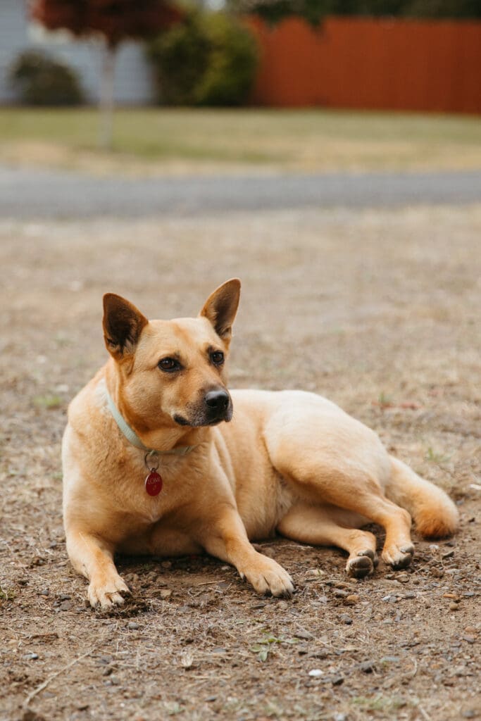 A dog resting on the ground